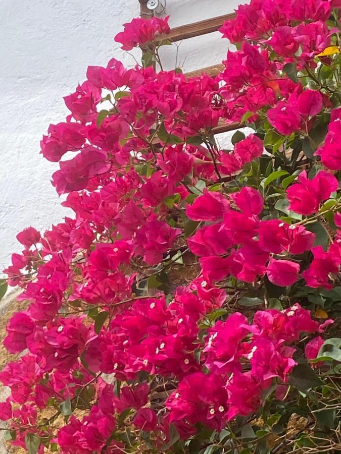 Cortijo Perejil, A Tranquil Mountain Escape & Private Pool Apartment Oria Bagian luar foto